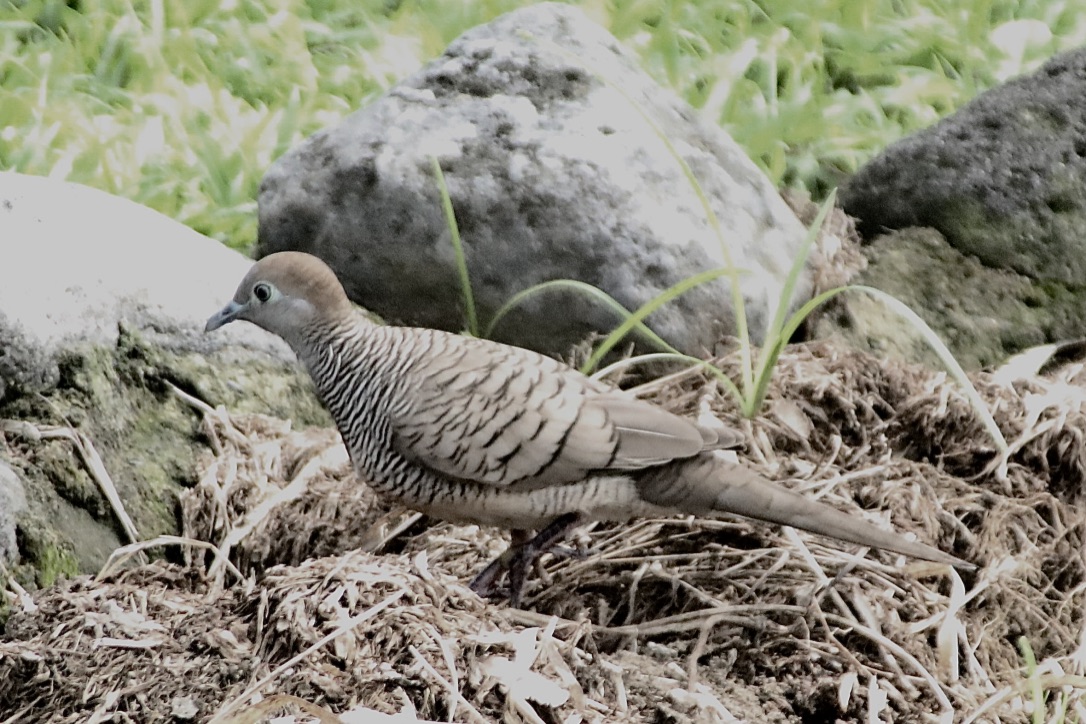 Täubchen -  Zebra Dove-Geopelia striata