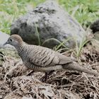 Täubchen -  Zebra Dove-Geopelia striata