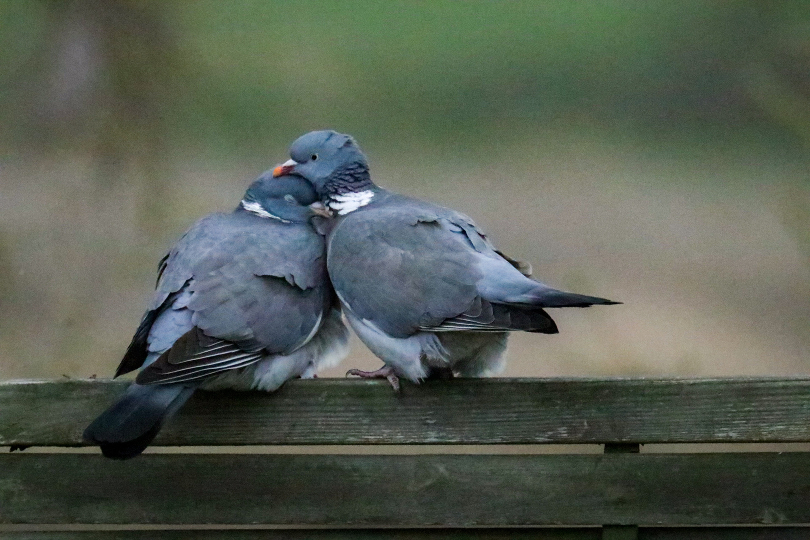 Täubchenliebe 