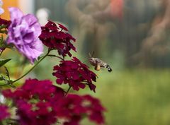 Täubling beim Naschen