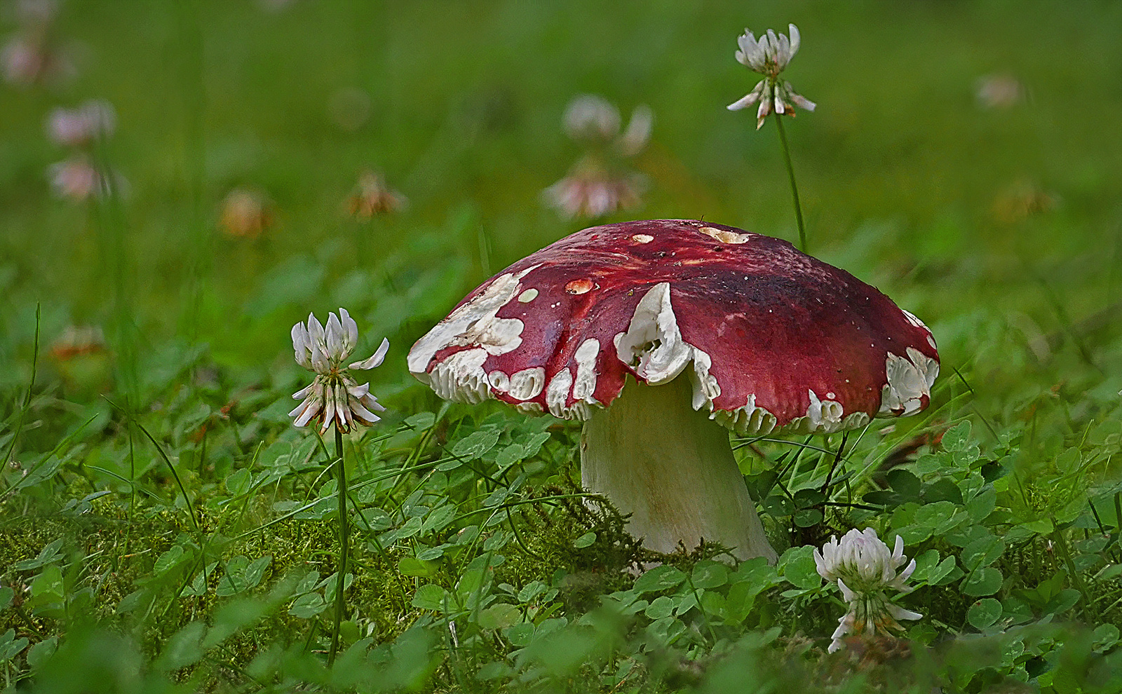 Täubling im Klee