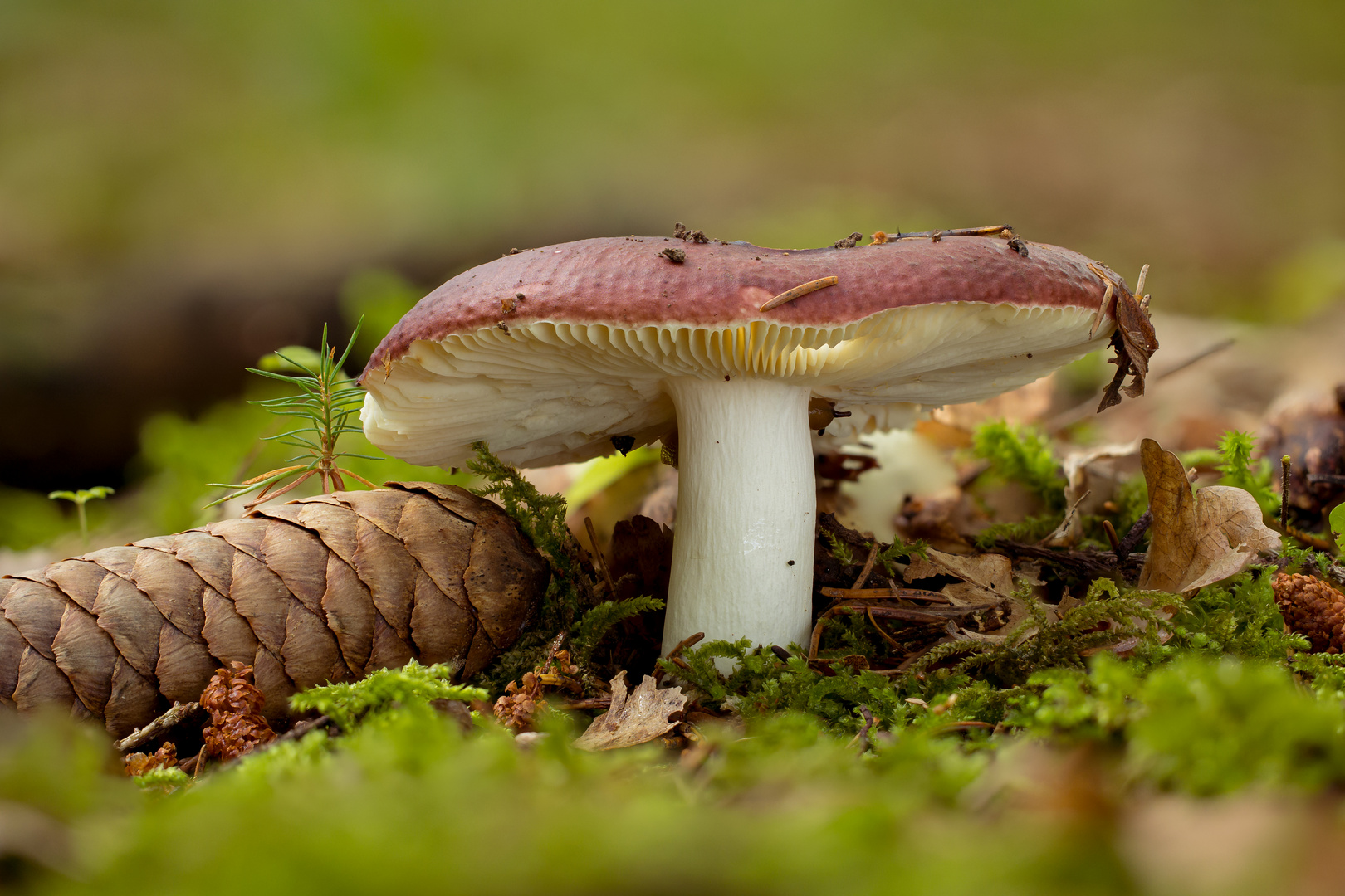 Täubling im Wald