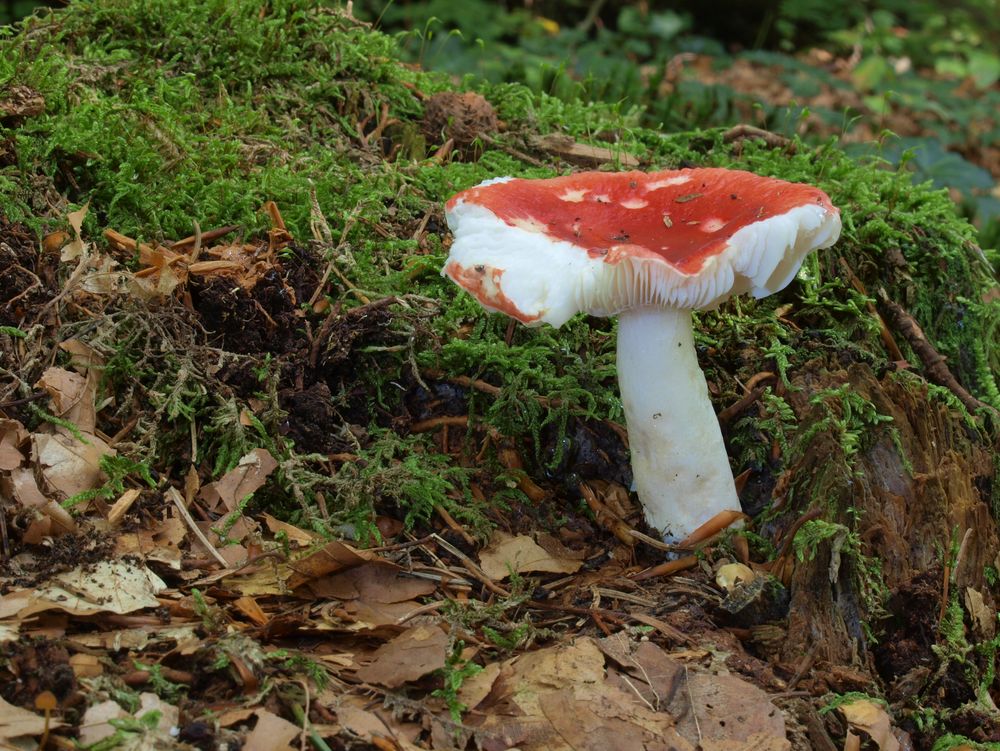 Täubling - Speitäubling Foto &amp; Bild | natur, pilz, pilze Bilder auf ...