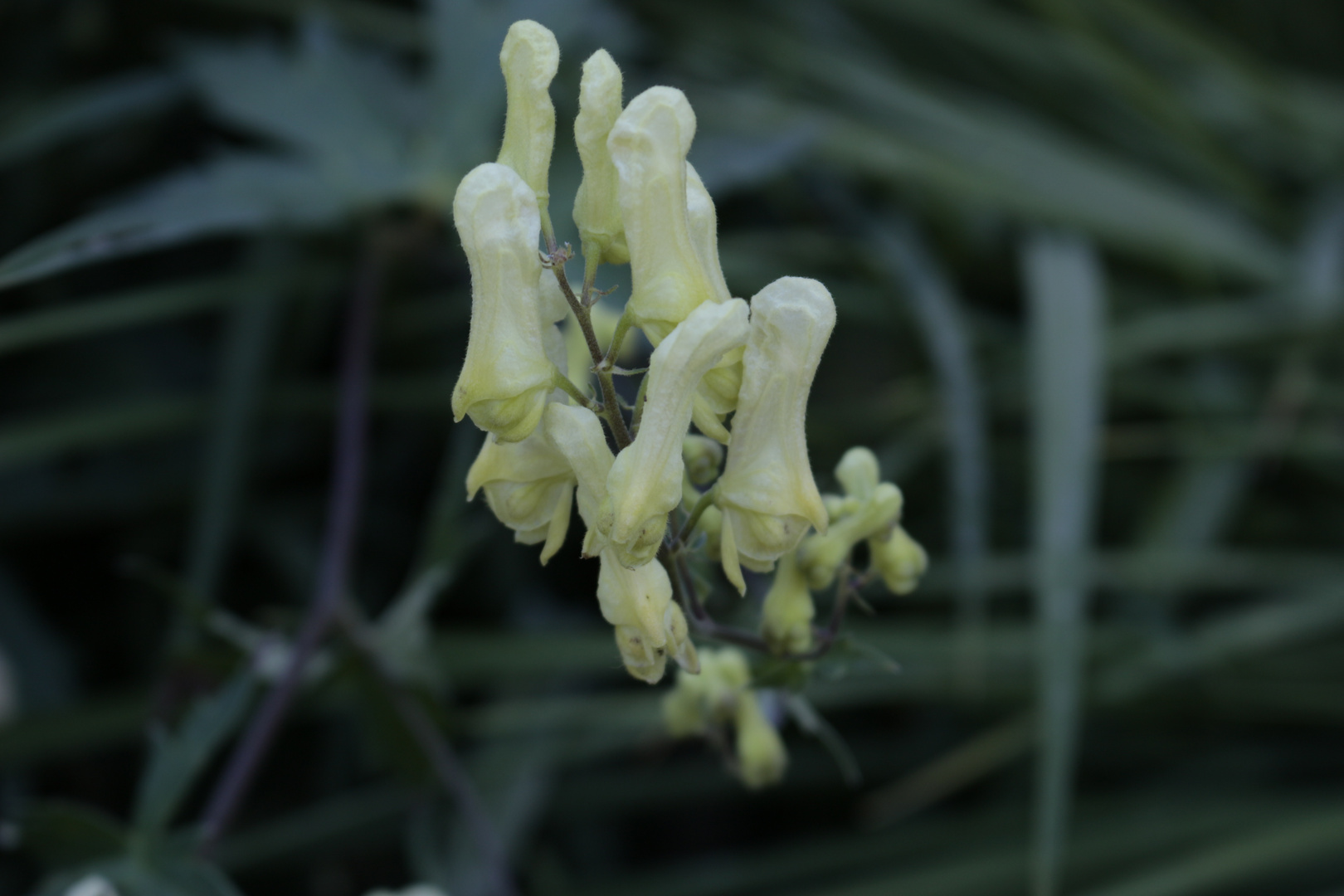 täuschender Eisenhut - Aconitum decipiens