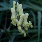 täuschender Eisenhut - Aconitum decipiens