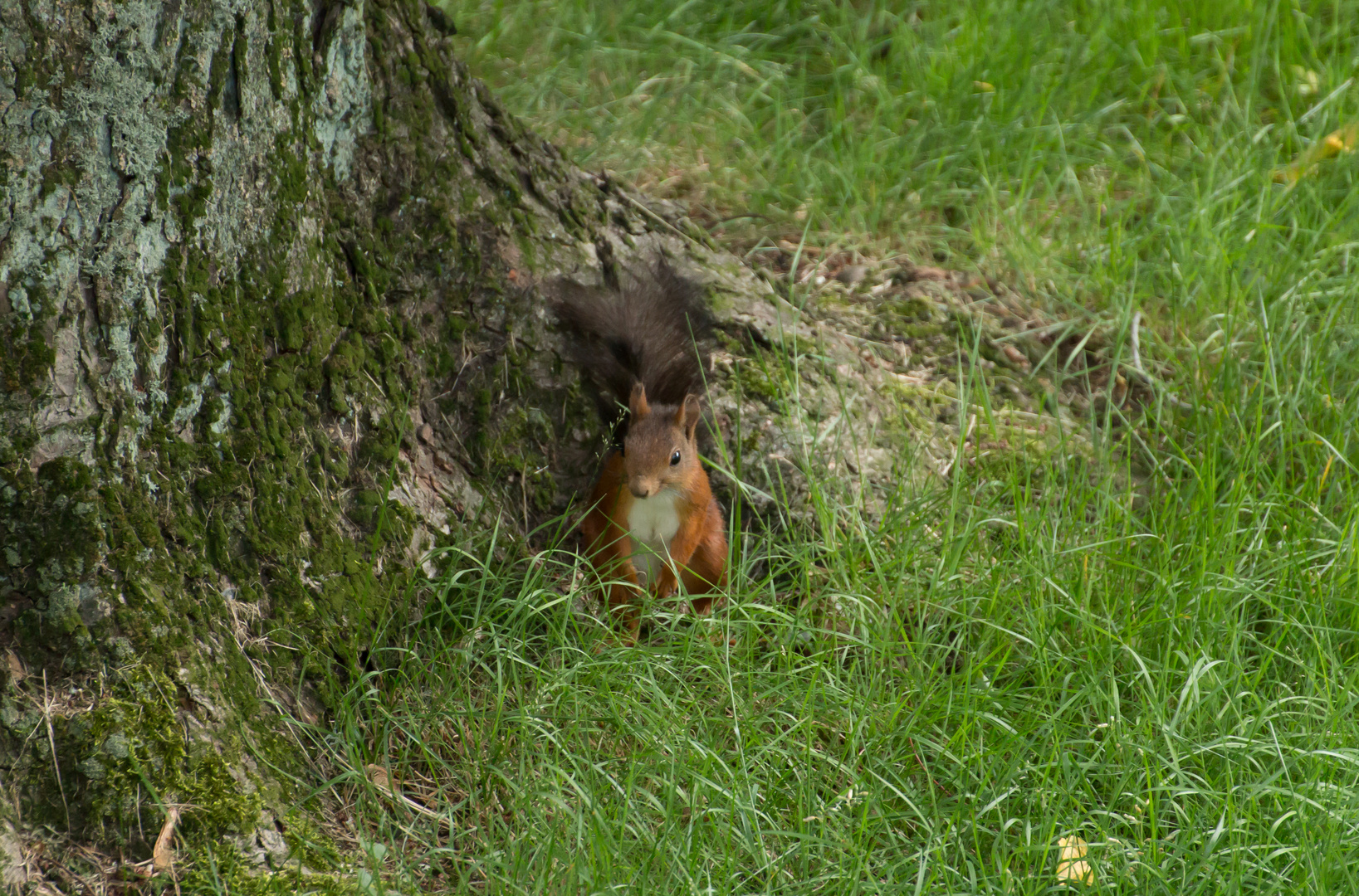 Täuschen,tarnen,verstecken