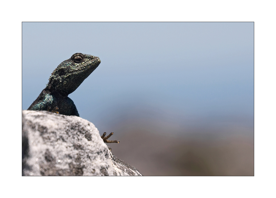 Tafelberg Gecko