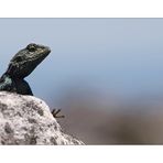 Tafelberg Gecko