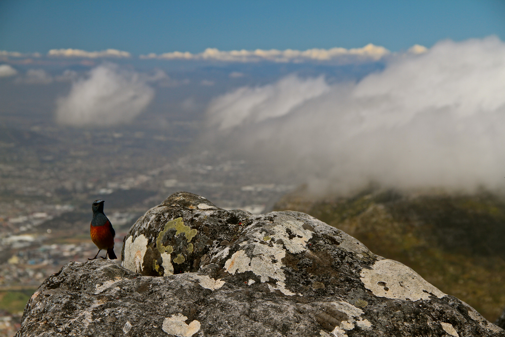 Tafelberg in den Wolken