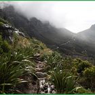 Tafelberg  Kapstadt Südafrika Touren ca50d-80-col +Fotos +Reisetext
