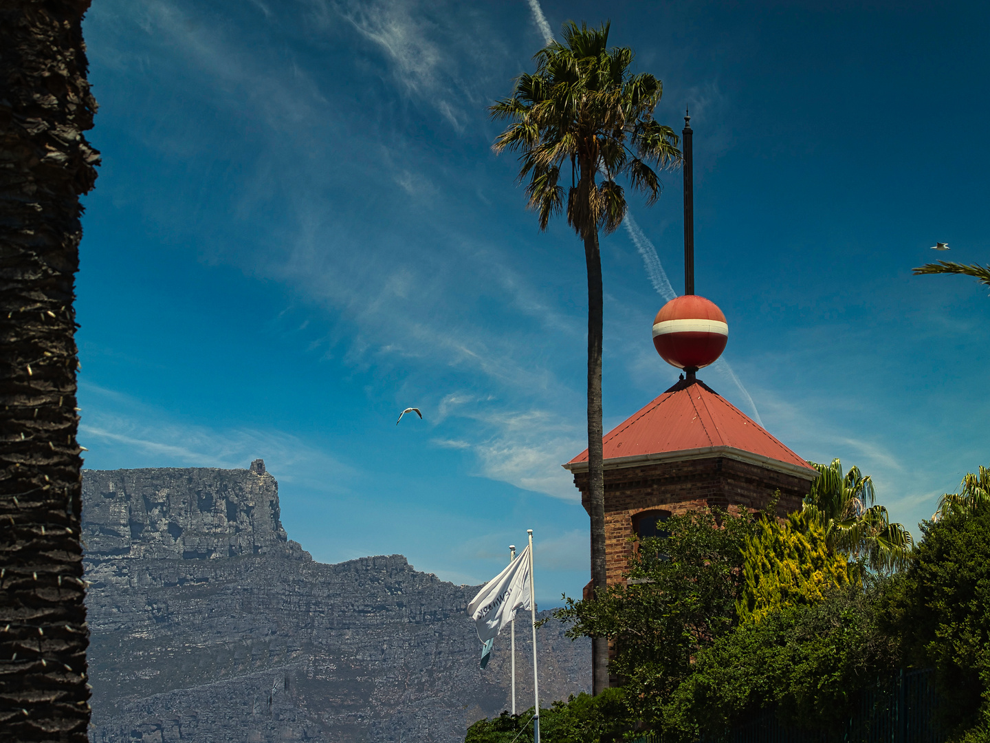 Tafelberg mit Möwen