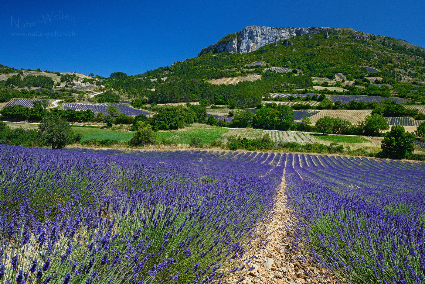 Tafelberg und Lavendel