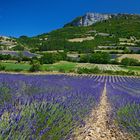 Tafelberg und Lavendel