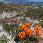 Tafelberg von Cape Town