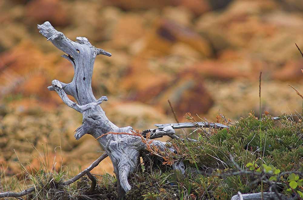 Tafelberge auf Neufundland, tote Baumwurzel