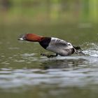 Tafelente als Wasserläufer