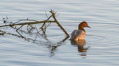 Tafelente am Chiemsee/Hirschauer Bucht