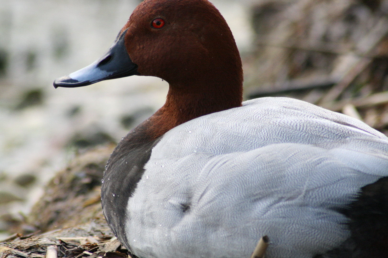 Tafelente am Gardasee