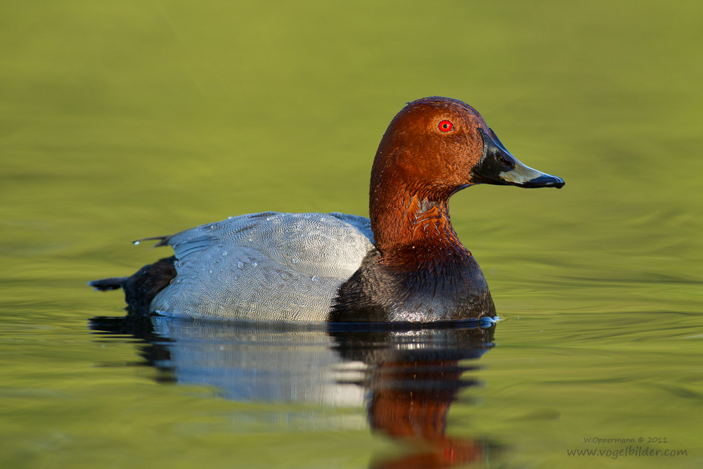 Tafelente (Aythya ferina)