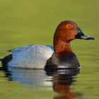 Tafelente (Aythya ferina)