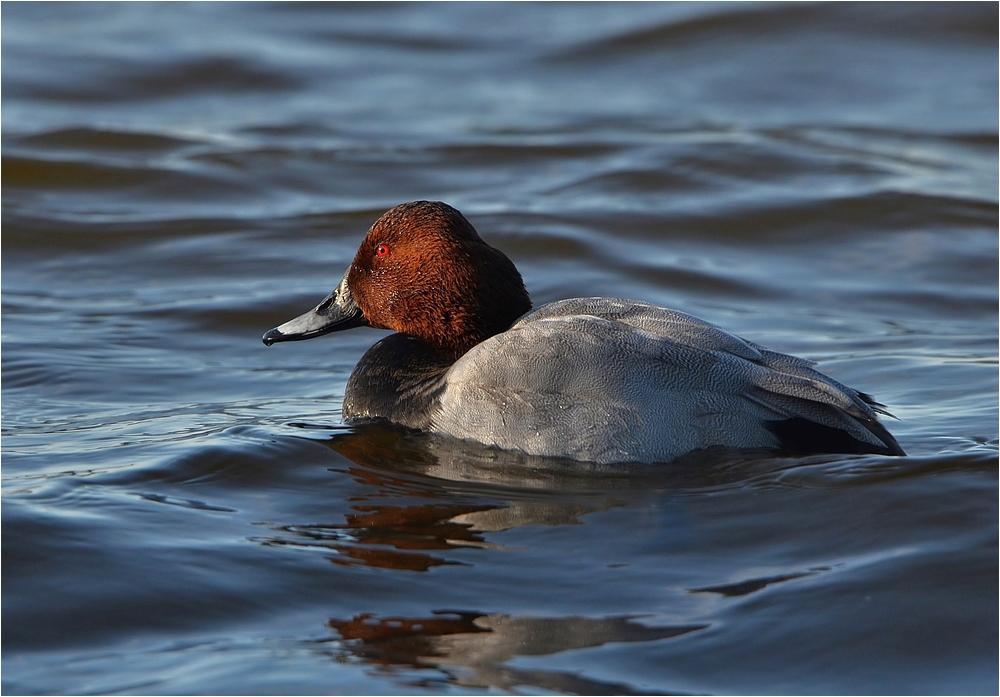 Tafelente (Aythya ferina)