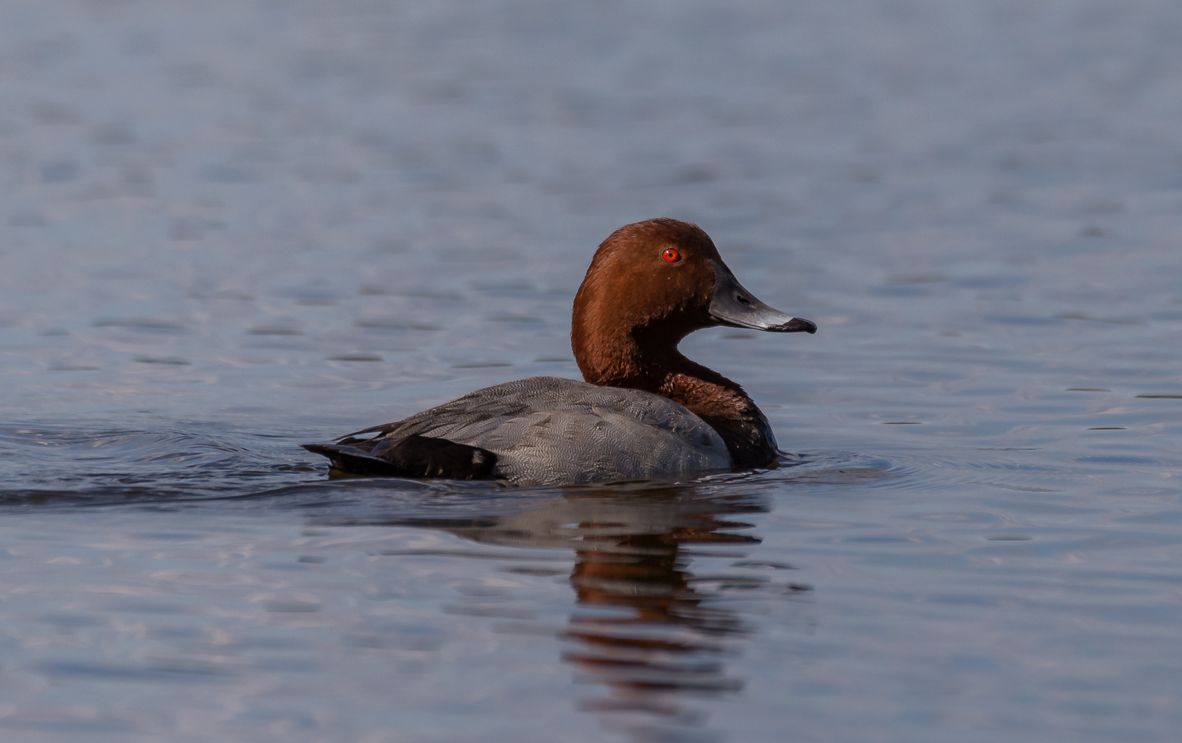 Tafelente (Aythya ferina)