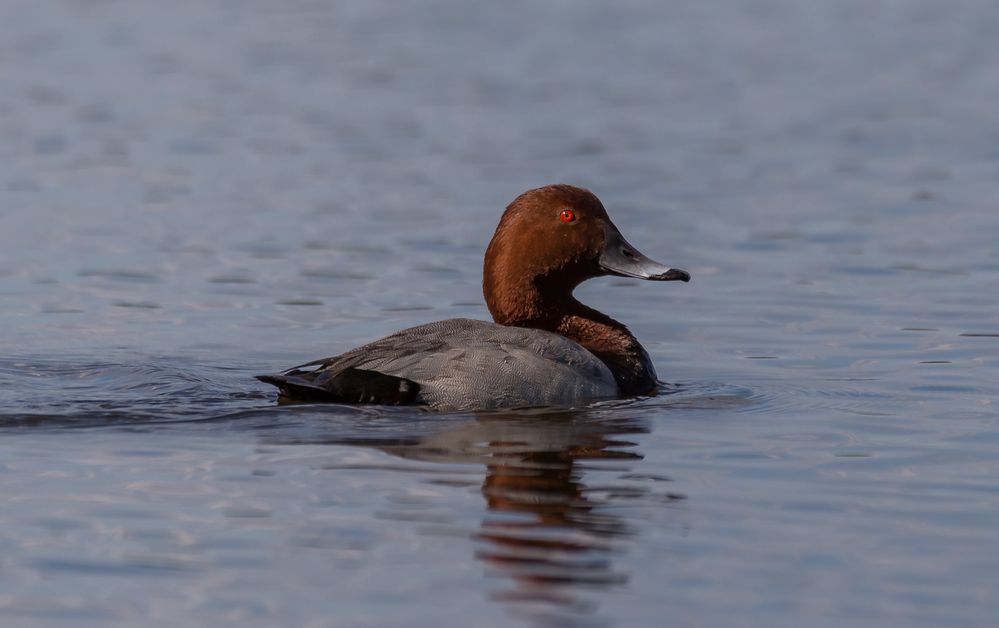 Tafelente (Aythya ferina)