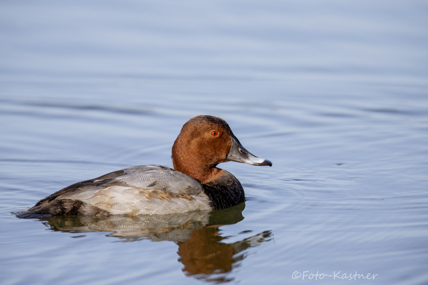 Tafelente (Aythya ferina) 