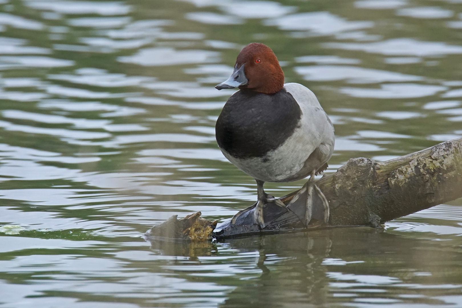 Tafelente (Aythya ferina), Männchen