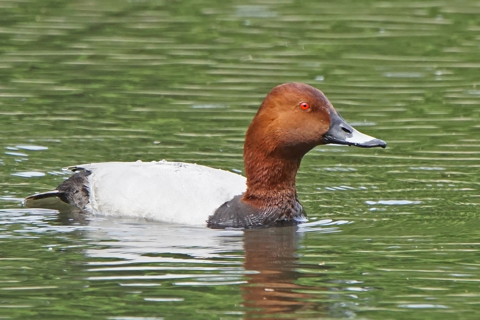 Tafelente (Aythya ferina), Männchen