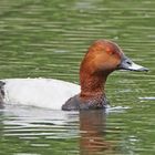 Tafelente (Aythya ferina), Männchen