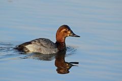 Tafelente (Aythya ferina) - Weibchen