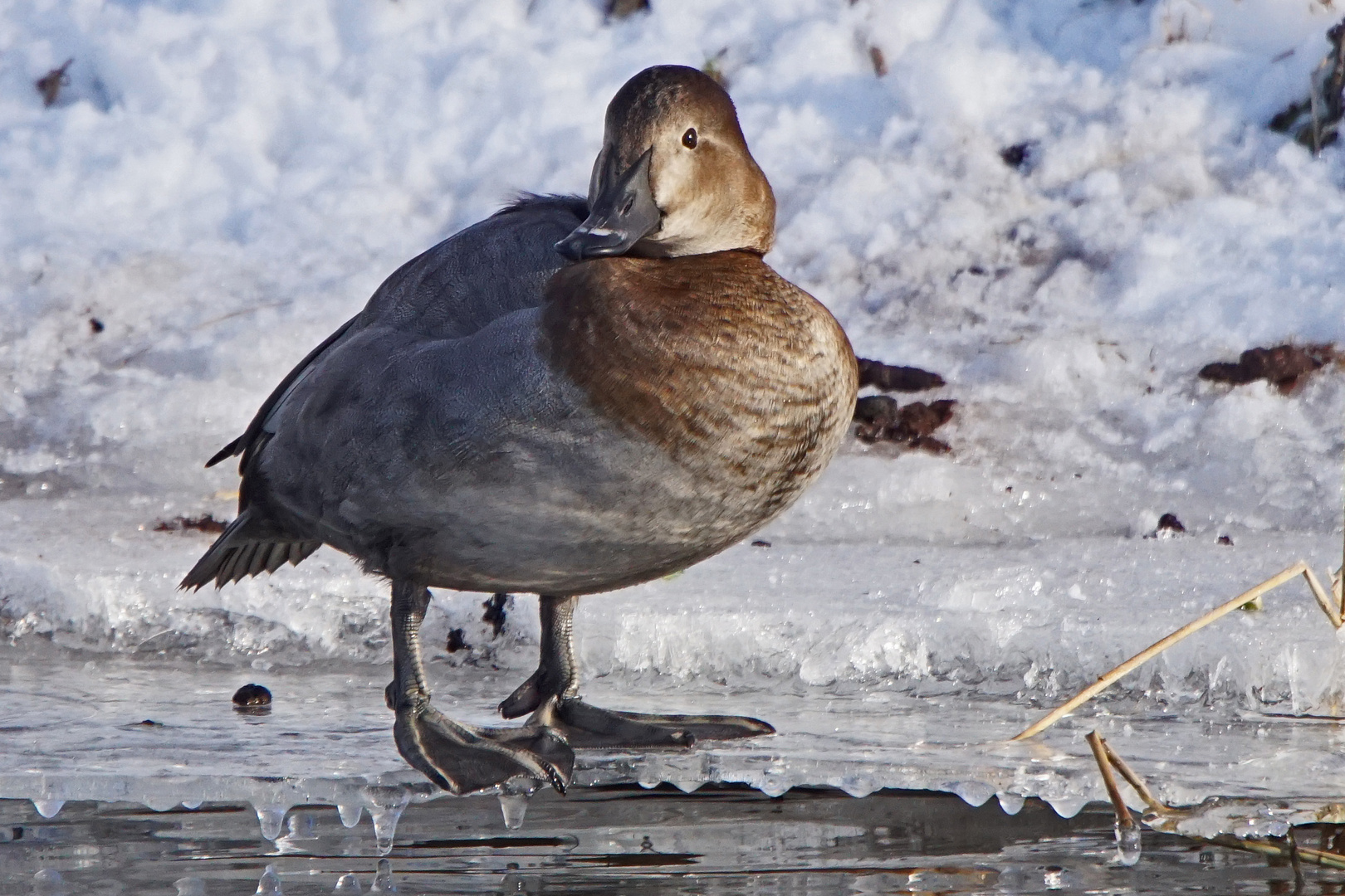 Tafelente (Aythya ferina), Weibchen