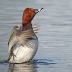 Tafelente beim Stretching