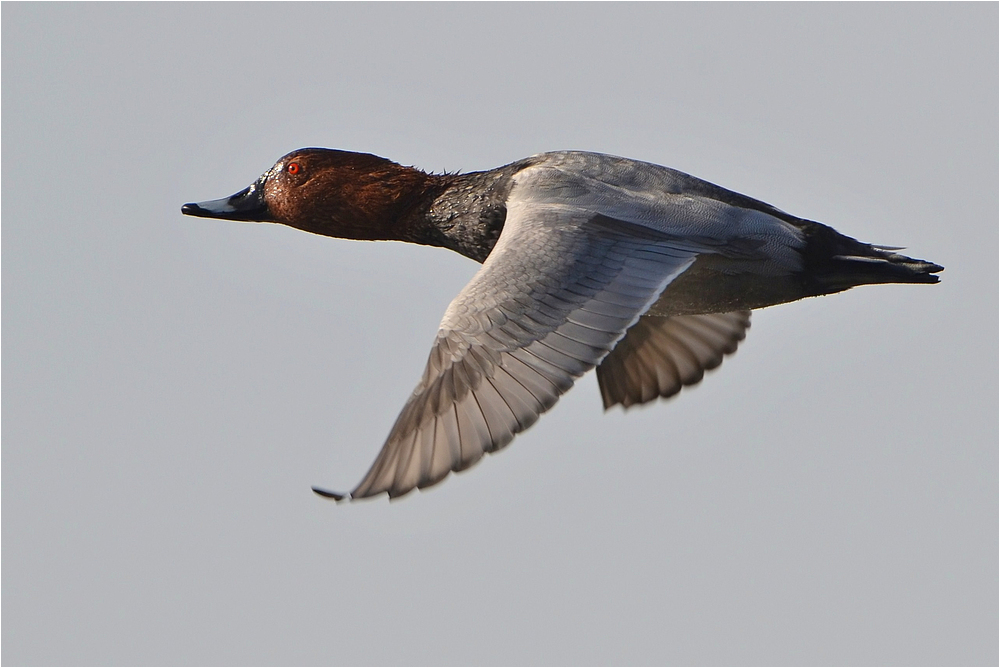 Tafelente im Flug