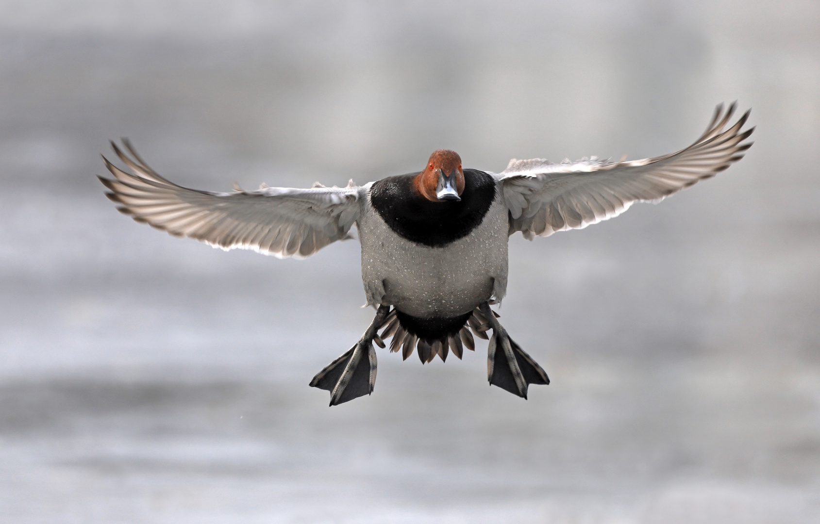 Tafelente im Landeanflug