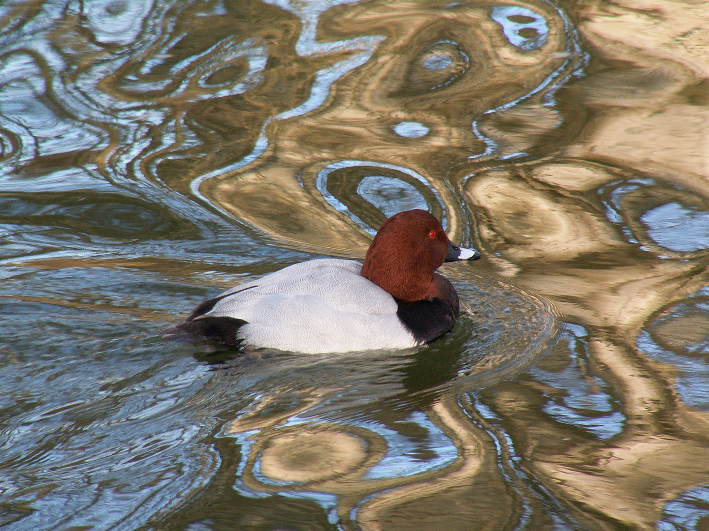 Tafelente im verzauberten Wasser