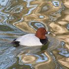 Tafelente im verzauberten Wasser