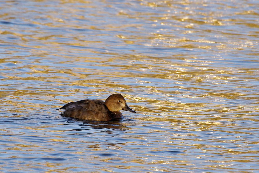 Tafelente in Goldwasser