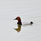 Tafelente masc. Prachtkleid, (Aythya ferina), Common pochard, Porrón europeo