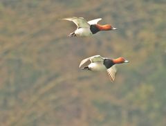 Tafelenten im Flug