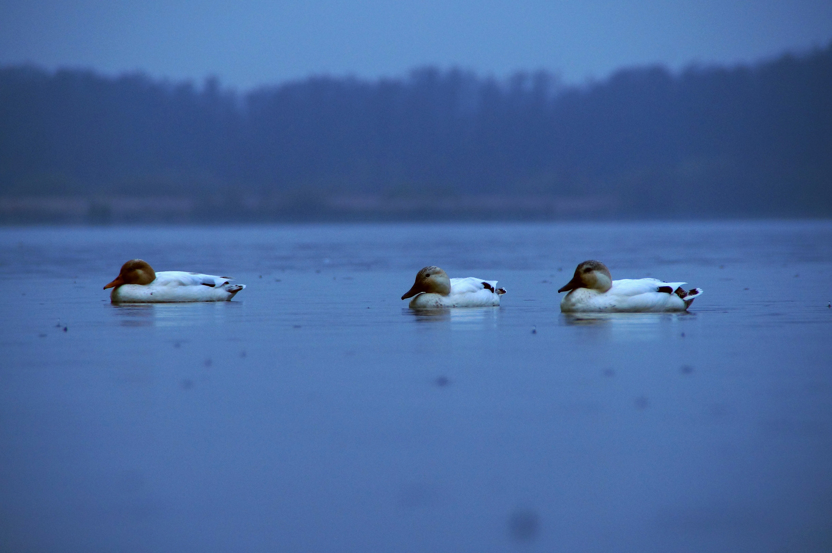 Tafelenten (?) im November