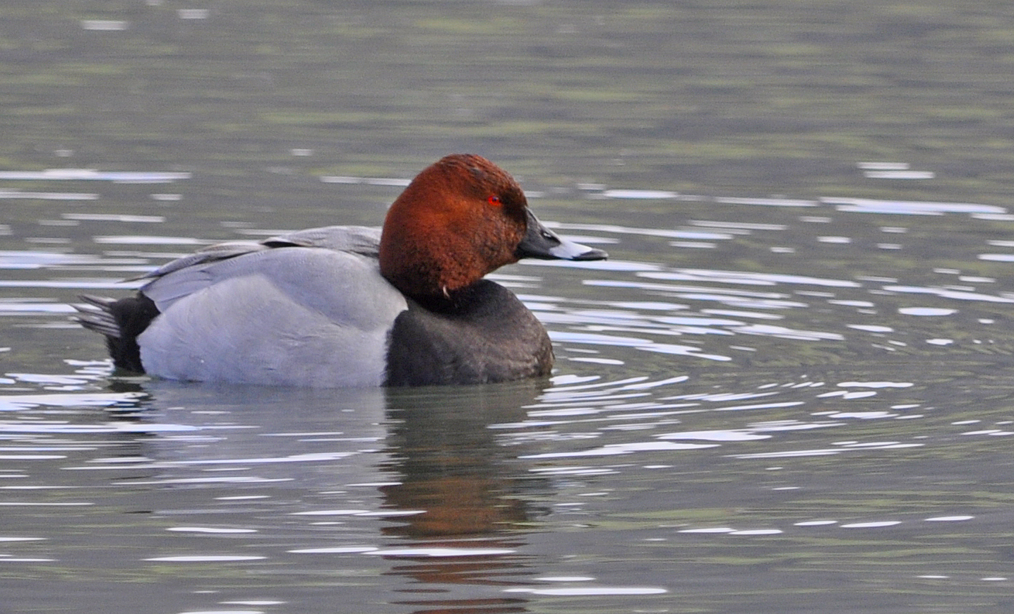 Tafelenten Männchen auf dem Stausee