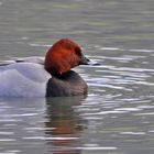 Tafelenten Männchen auf dem Stausee