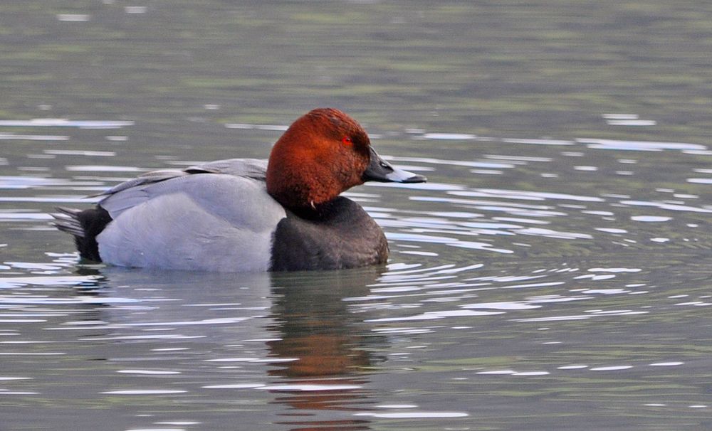 Tafelenten Männchen auf dem Stausee