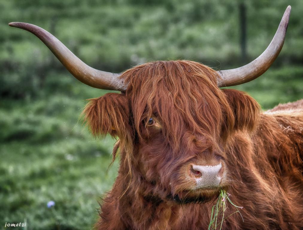 Tafelspitz, Gulasch, TBoneSteak, Rumpsteak, Rouladen... Foto & Bild