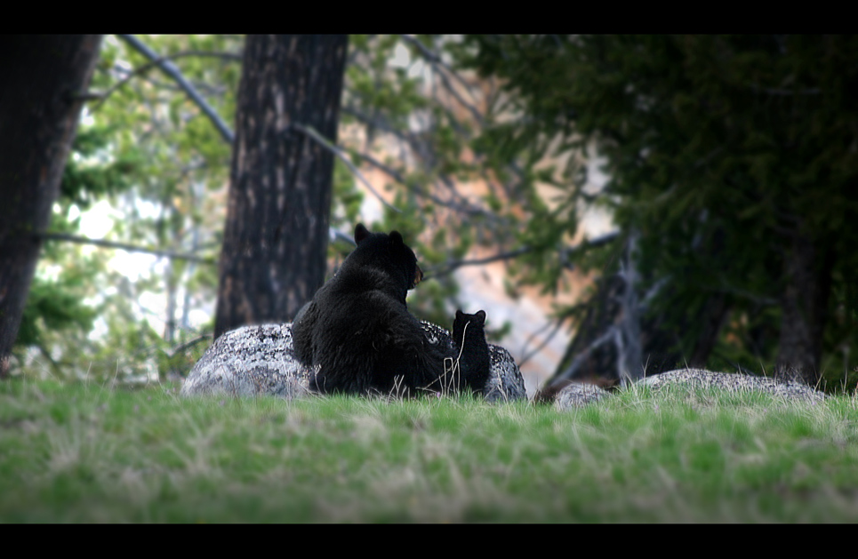 Tag 10: Unterwegs im Yellowstone N.P. "Schwarzbären"