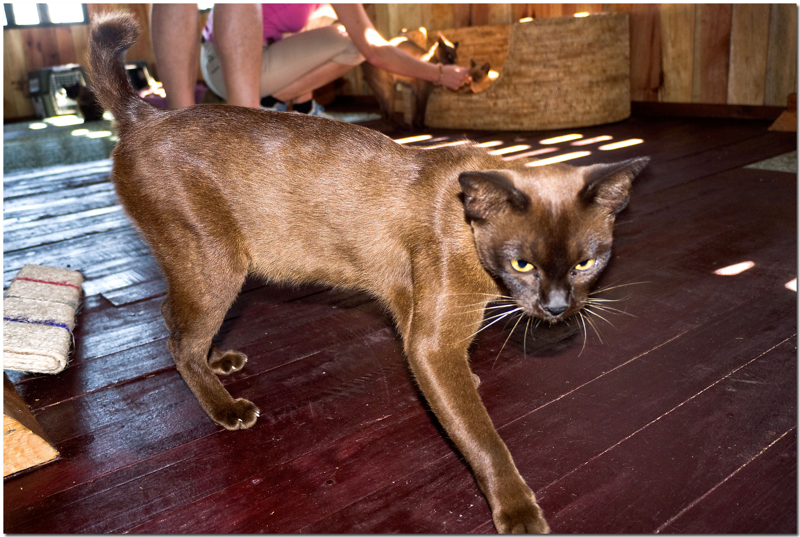 Tag 12, Besuch bei den Burma-Katzen im Inthar Heritage House #2