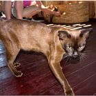 Tag 12, Besuch bei den Burma-Katzen im Inthar Heritage House #2