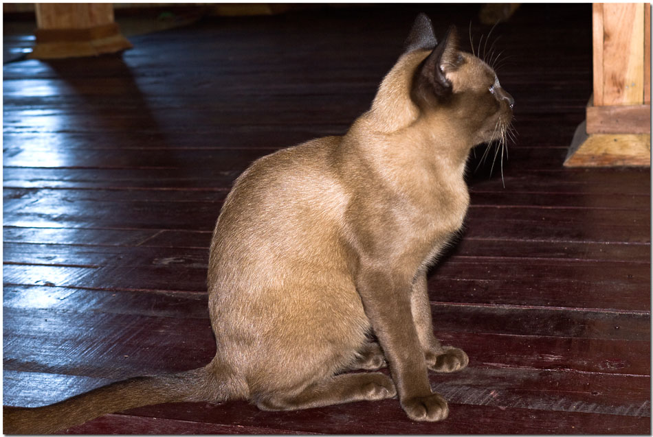 Tag 12, Besuch bei den Burma-Katzen im Inthar Heritage House #3